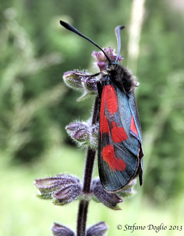 Zygaena filipendulae?